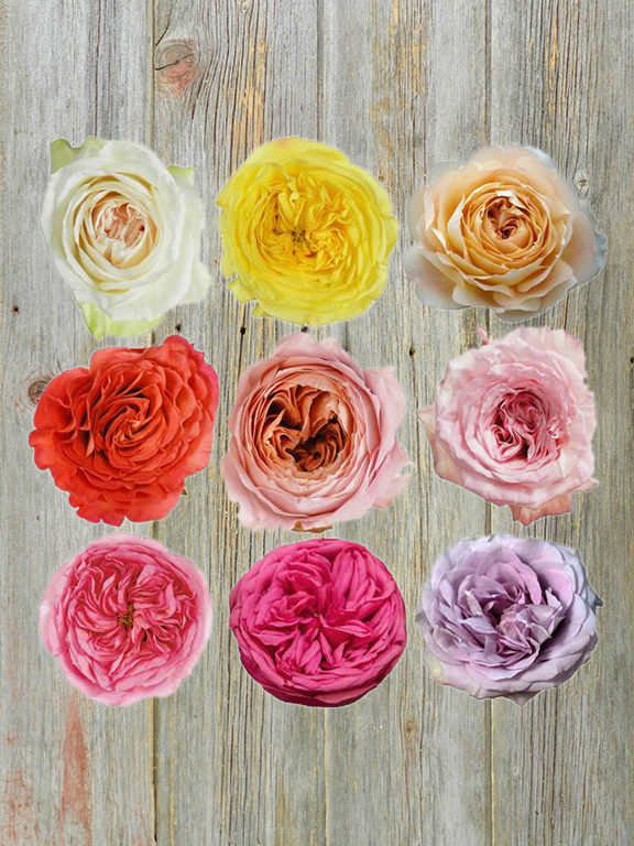 ASSORTED COLORS  GARDEN ROSES